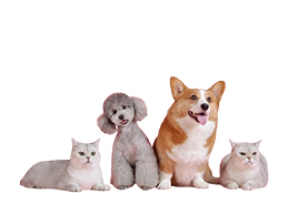 Igényfelmérés a Magyar Falu Program „Felelős állattartás elősegítése” MFP-FAE/2025 pályázathoz kapcsolódóan